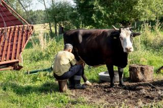 Micii fermieri rămân cu laptele nevândut. Cum s-a ajuns în această situație