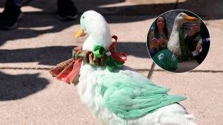 Povestea rățoiului care a furat spectacolul la Campionatul Mondial. Cine este Merlin, faimosul suporter cu pene al Mexicului
