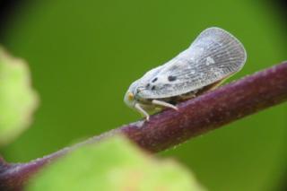 (P) Lupta împotriva dăunătorilor: Totul despre Cicada Meliferă și utilizarea corectă a insecticidelor agricole