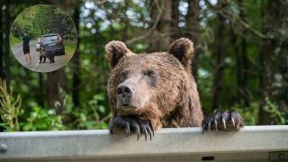 Turist surprins de un urs pe Transfăgărășan. Ce a făcut în ultima secundă