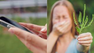 Ai alergie la ambrozie? Aplicația care îți arată nivelul polenului din zona ta și când e mai bine să eviți expunerea