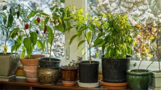 Plantele pe care trebuie să le aduci în casă înainte să scadă temperaturile. Ce faci cu ele toamna