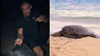 Un influencer s-a urcat pe o țestoasă de mare protejată, în timp ce aceasta își depunea ouăle. Imaginile au stârnit revoltă