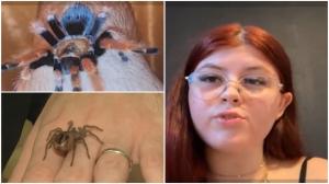 Tarantulele de companie, tot mai căutate în România. Cu cât se vinde un pui