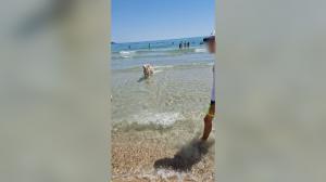 Femeie cu handicap, dată afară de pe o plajă din Vama Veche pentru că are un câine însoţitor. Ce a păţit când a mers în Grecia în concediu