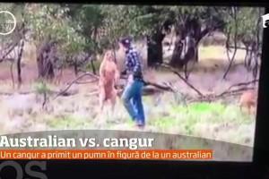 Viralul zilei: Un bărbat s-a bătut cu un cangur ca să-și apere câinele! Cine crezi că a câștigat? (VIDEO)