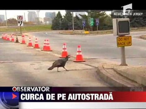 Curca de autostrada