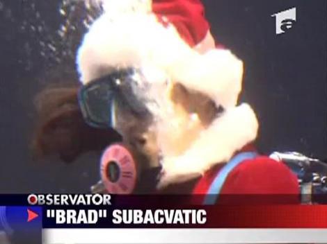 "Brad" subacvatic