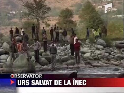 Urs, salvat de la inec