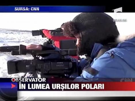 In lumea ursilor polari