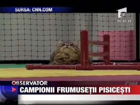 Campionii frumusetii pisicesti