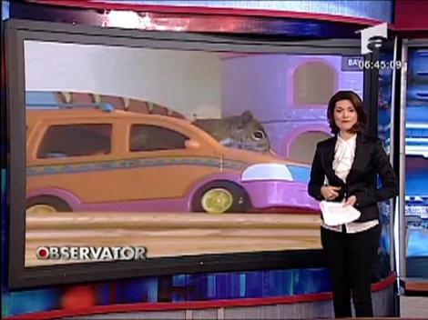 Spartacus! veverita orfana