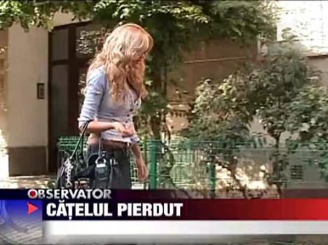 Catelul pierdut