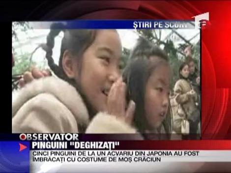 Pinguini "deghizati"