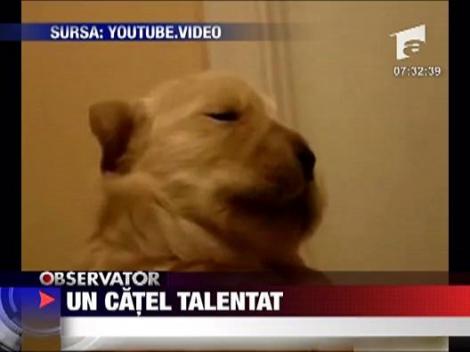 Un catel talentat