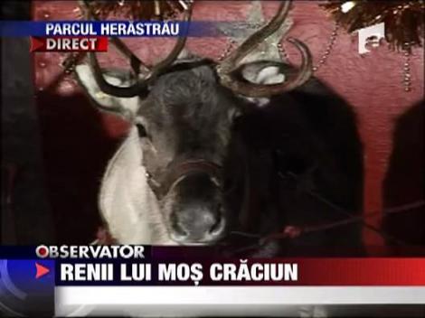 Renii lui Mos Craciun