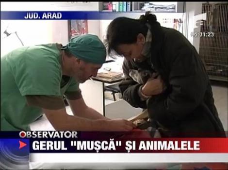 Gerul "musca" din animalele