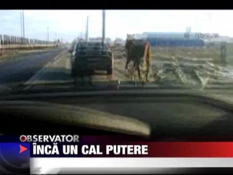 Inca un cal putere