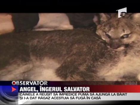 Angel, ingerul salvator