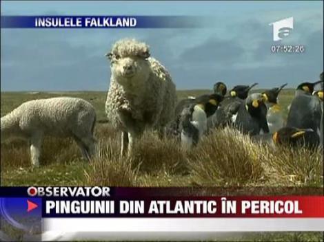 Pinguinii din Atlantic in pericol