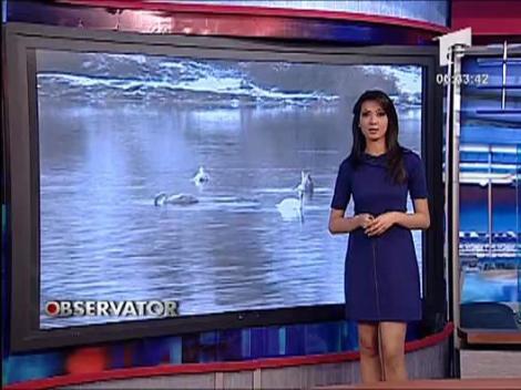 Musafiri extrem de frumosi