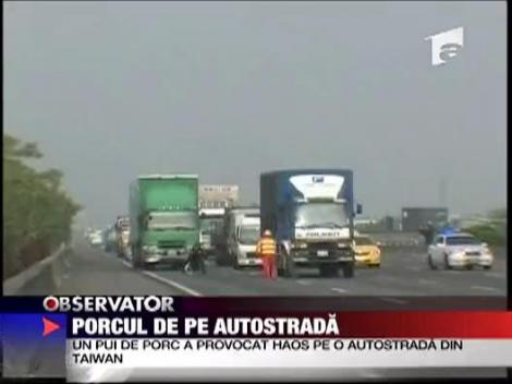 Porcul de pe autostrada