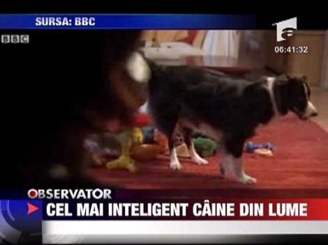 Cel mai inteligent caine din lume