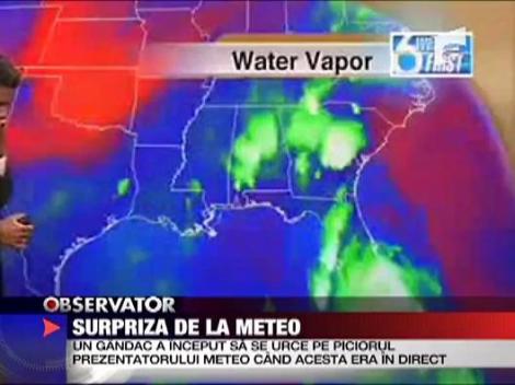 Surpriza de la meteo