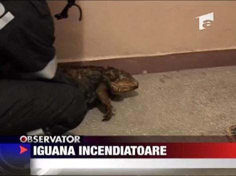 Iguana incendiatoare