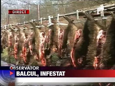 Bacul, infestat