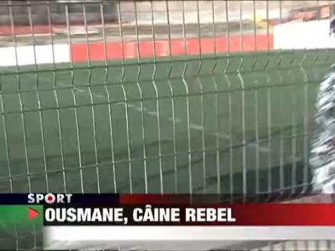 Ousmane, caine rebel