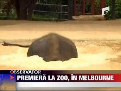 Premiera la zoo, in Melbourne