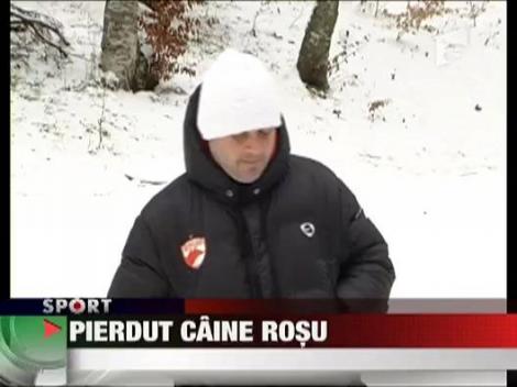 Pierdut "caine rosu"
