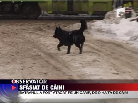 Un batran a fost sfasiat de caini