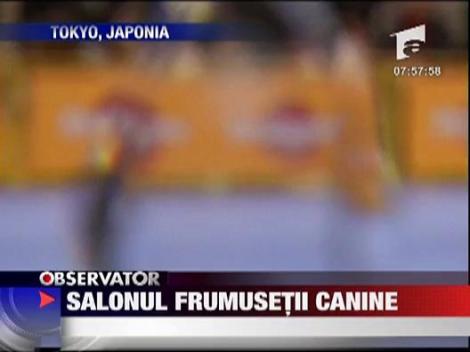 Concurs de frumusete canina