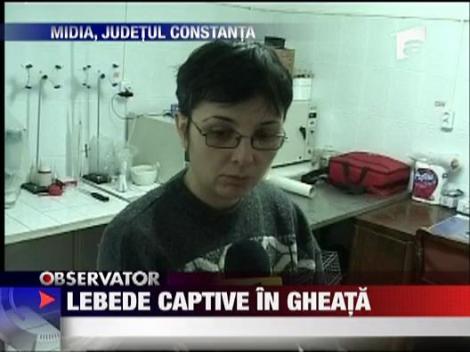 100 de lebede captive in gheata la Constanta