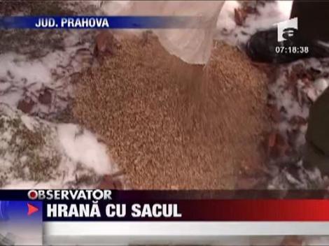 Animalele salbatice, hranite cu sacul