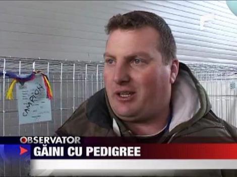 Expozitia Nationala de Pasari de Rasa de la Breaza