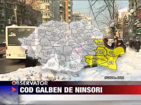 Cod galben de ninsori