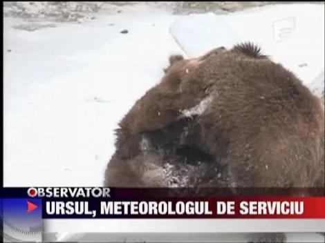 Ursul, meteorologul de serviciu
