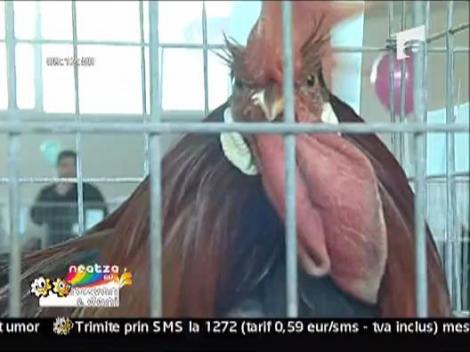 Concurs de frumusete intre gaini