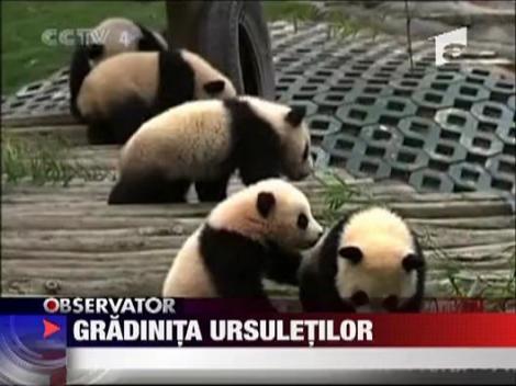 Gradinita ursuletilor Panda