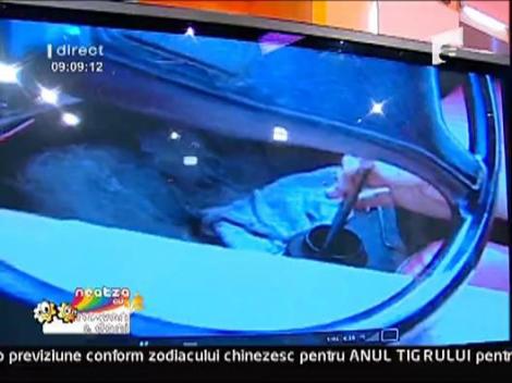 Vezi o parodie spumoasa despre cocalarii care se lauda pe Internet cu masinile altora!