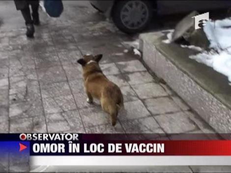La Oravita, cainii vagabonzi sunt omorati