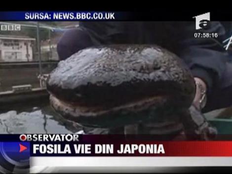 Mandria Japoniei: salamandra uriasa sau "hanzaki"