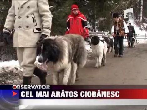 Cei mai frumosi ciobanesti romanesti s-au intilnit la Borsa