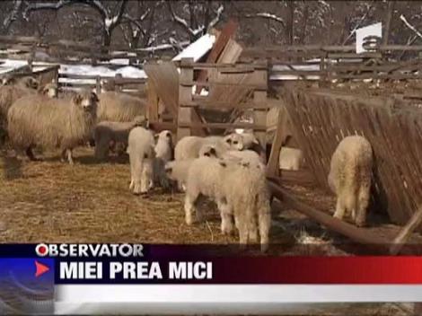 Miei prea mici pentru Paste