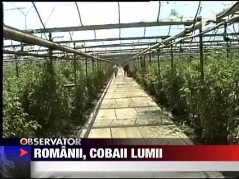 Romania pe post de cobai