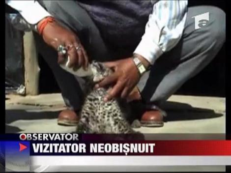 Pui de leopard salvat de oameni