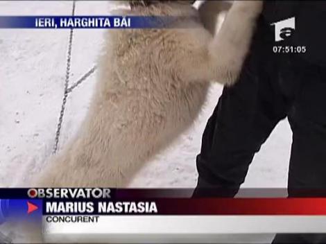 Zapada amana intrecerea cainilor